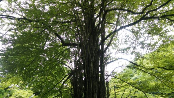 貴船神社の御神木の沢山の元気な枝葉