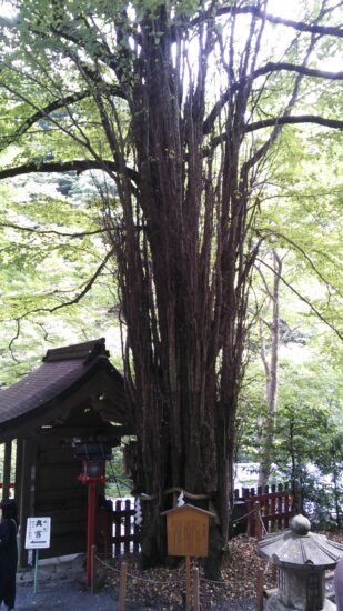 貴船神社の御神木の「桂」
