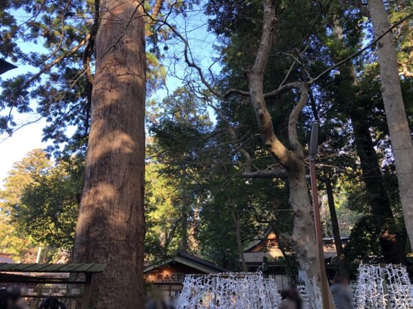 鹿島神宮の楼門横の「次郎杉」
