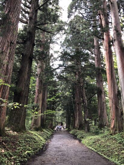 戸隠神社参道の樹齢400年の杉の大木