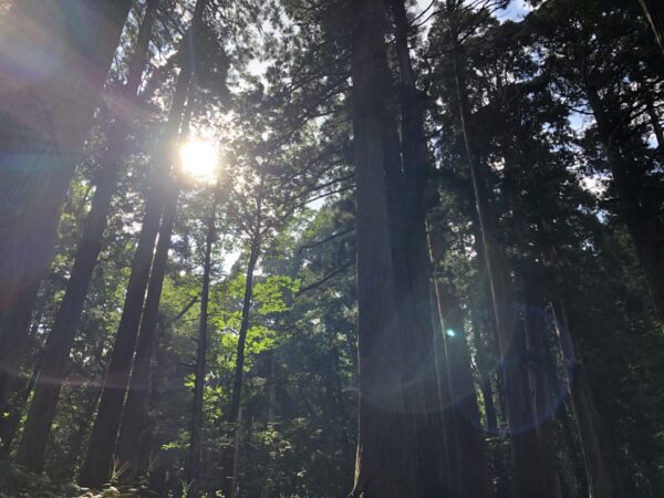 戸隠神社の参道の太陽の木漏れ日