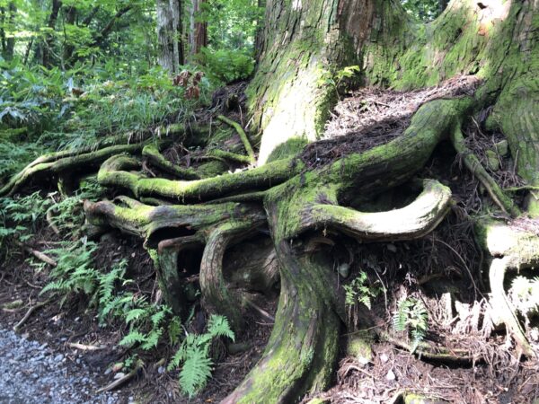 戸隠神社の参道のむきだしの木の根