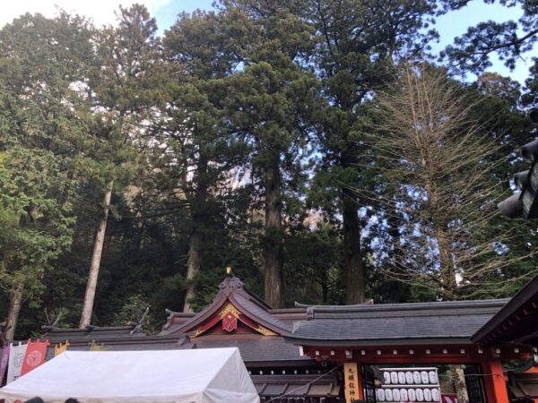 御本殿裏山．県の天然記念物指定の姫沙羅純林