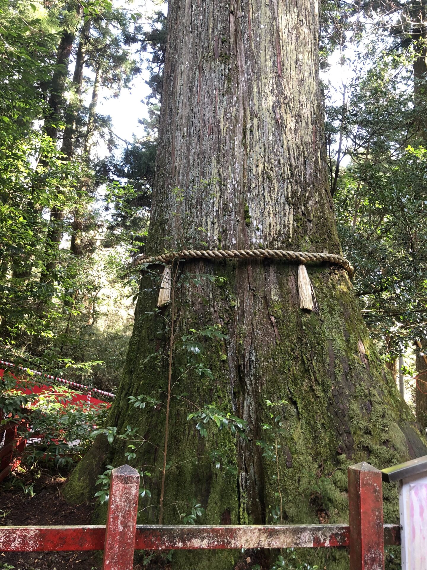 箱根神社の御神木