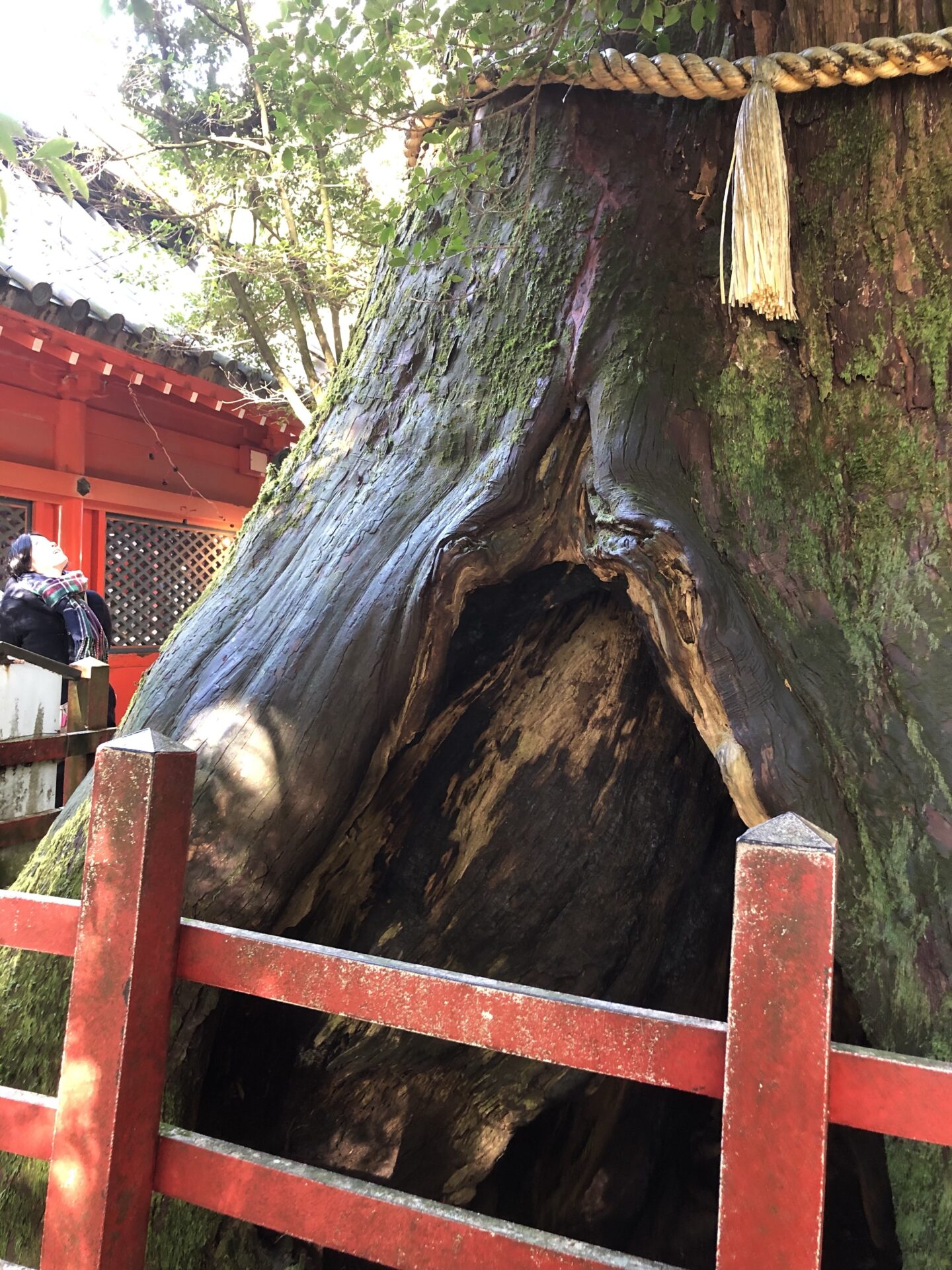 箱根神社の御神木．安産杉
