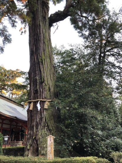 香取神宮の御神木の杉の木