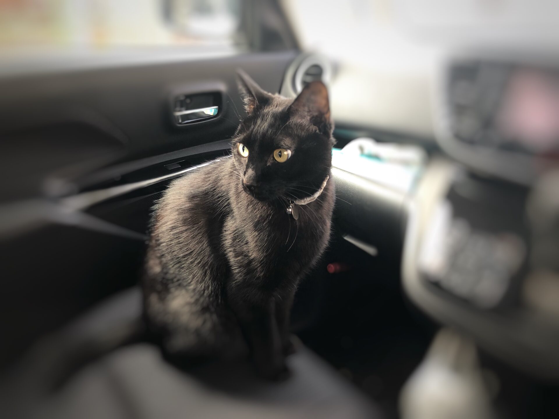 車の中で過ごすの大好き。うちの猫ちゃん♪
