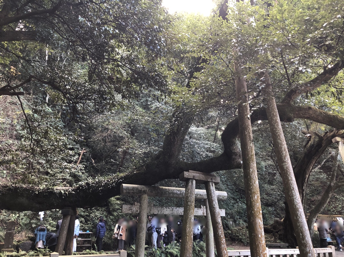 鹿島神宮の御手洗池の木