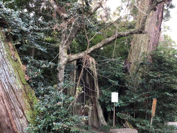 香取神宮の御神木の三本杉