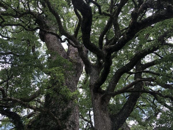 島根県一大きい楠木
