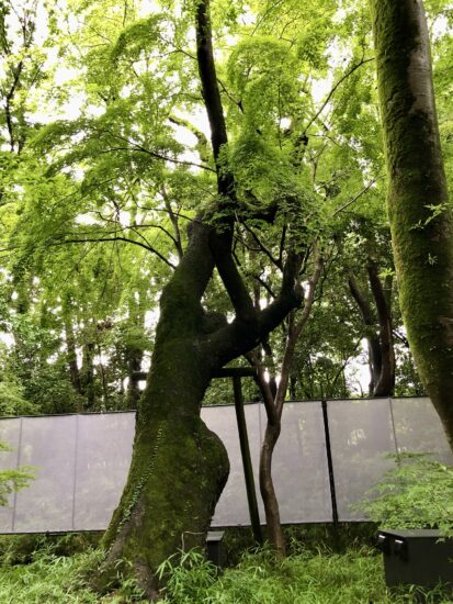 下鴨神社．糺の森の木々