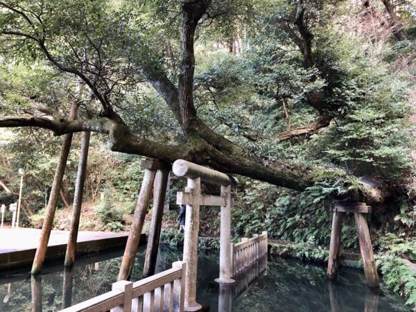 鹿島神宮の御手洗池