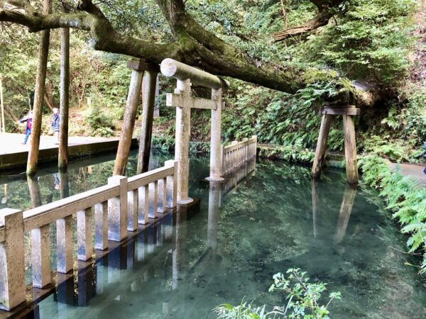 鹿島神宮の御手洗池